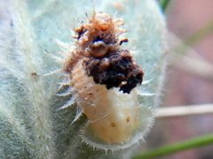 Aspidimorpha septemcostata