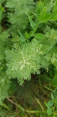 Artemisia pontica