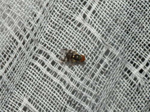Eastern Cherry Fruit Fly photo 5