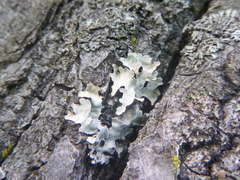 Parmelia sulcata
