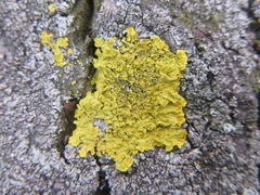 Xanthoria parietina