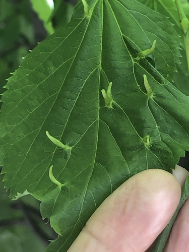 Liepinė gyslinė erkė nuotrauka