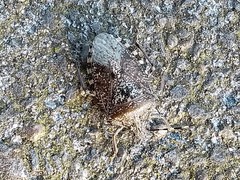 Rhaphigaster nebulosa