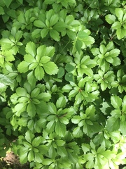 Pachysandra