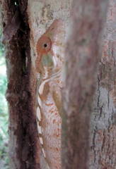 Uroplatus