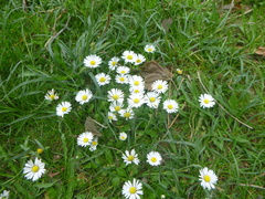 Bellis perennis