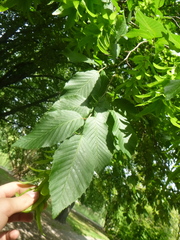 Carpinus betulus