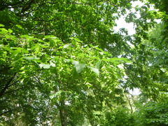 Carpinus betulus