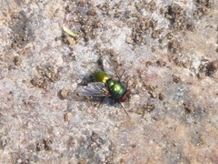 Diptera