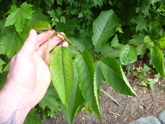 Prunus avium