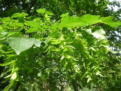 Carpinus betulus