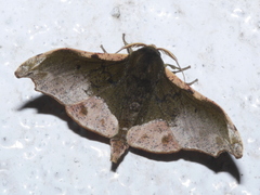 Sphingomima cinereomarginata