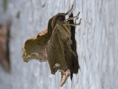 Sphingomima cinereomarginata