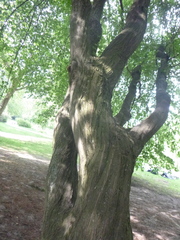 Carpinus betulus