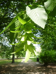 Carpinus betulus