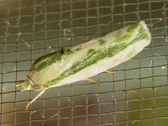 Earias huegeliana