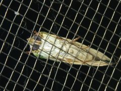 Earias huegeliana