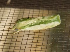 Earias huegeliana