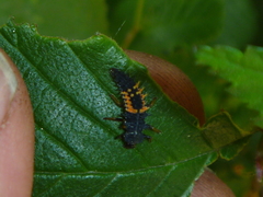 Harmonia axyridis