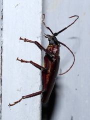 Macrotoma serripes