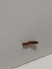 Kalotermitidae