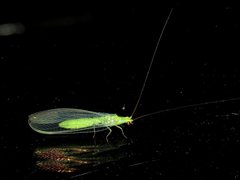 Plesiochrysa ramburi