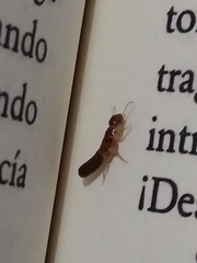 Kalotermitidae