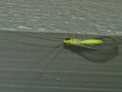 Plesiochrysa ramburi