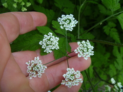 Chaerophyllum temulum