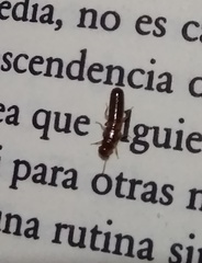 Kalotermitidae