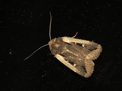 Proteuxoa tortisigna