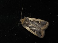 Proteuxoa tortisigna