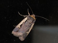 Proteuxoa tortisigna