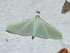 Stemorrhages sericea