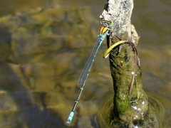 Pseudagrion aureofrons