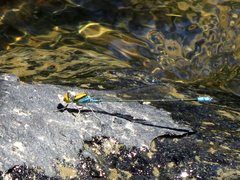 Pseudagrion aureofrons
