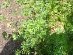 Potentilla argentea