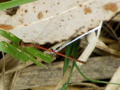 Agriocnemis argentea
