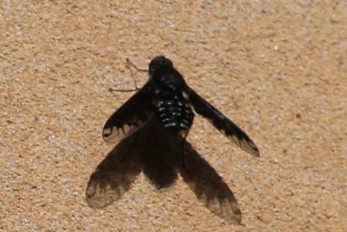 Anthracite Bee-Fly, Wageningen, Nederland, photo 6 of 10