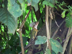 Basiliscus galeritus
