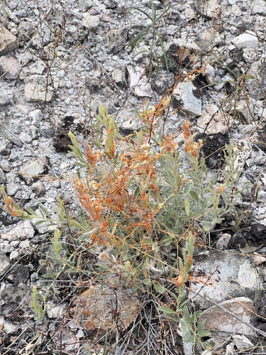 Image of Cuscuta pentagona by (c) Nathan Aaron, some rights reserved (CC BY)