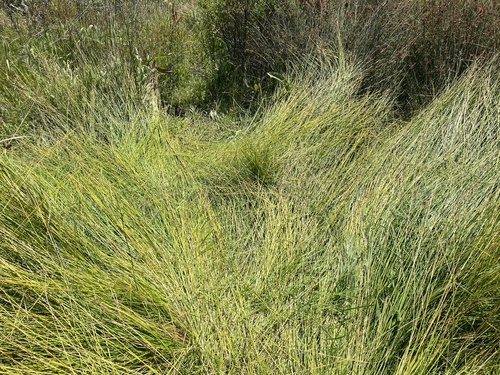 iNaturalist observation photo of Sporobolinae
