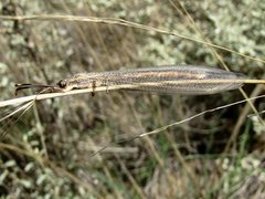 Distoleon bistrigatus