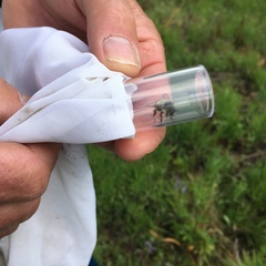 Bombus mixtus