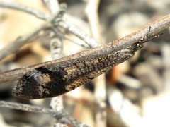 Glenoleon pulchellus