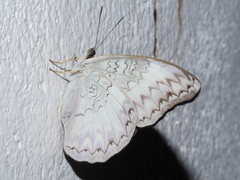 Cymothoe caenis