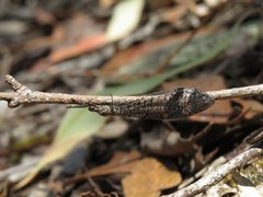 Glenoleon pulchellus