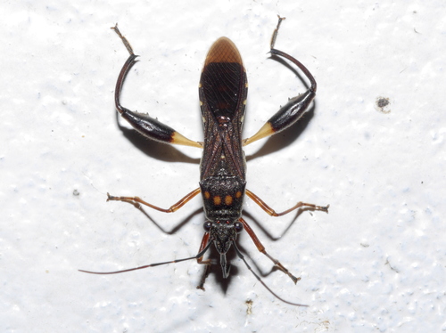 Alydidae image
