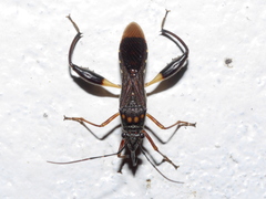 Image of Tupalus maculatus