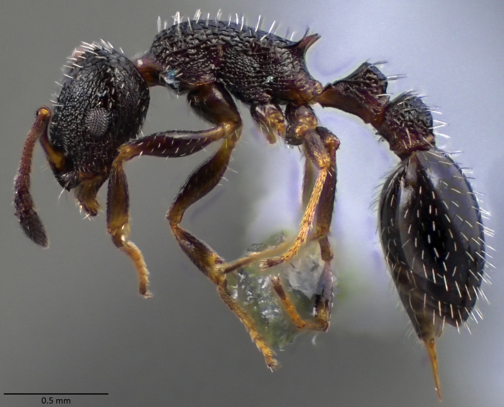 Acorn Ants